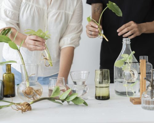 Couple propagating their houseplants as a hobby together Couple propagating their houseplants as a hobby together